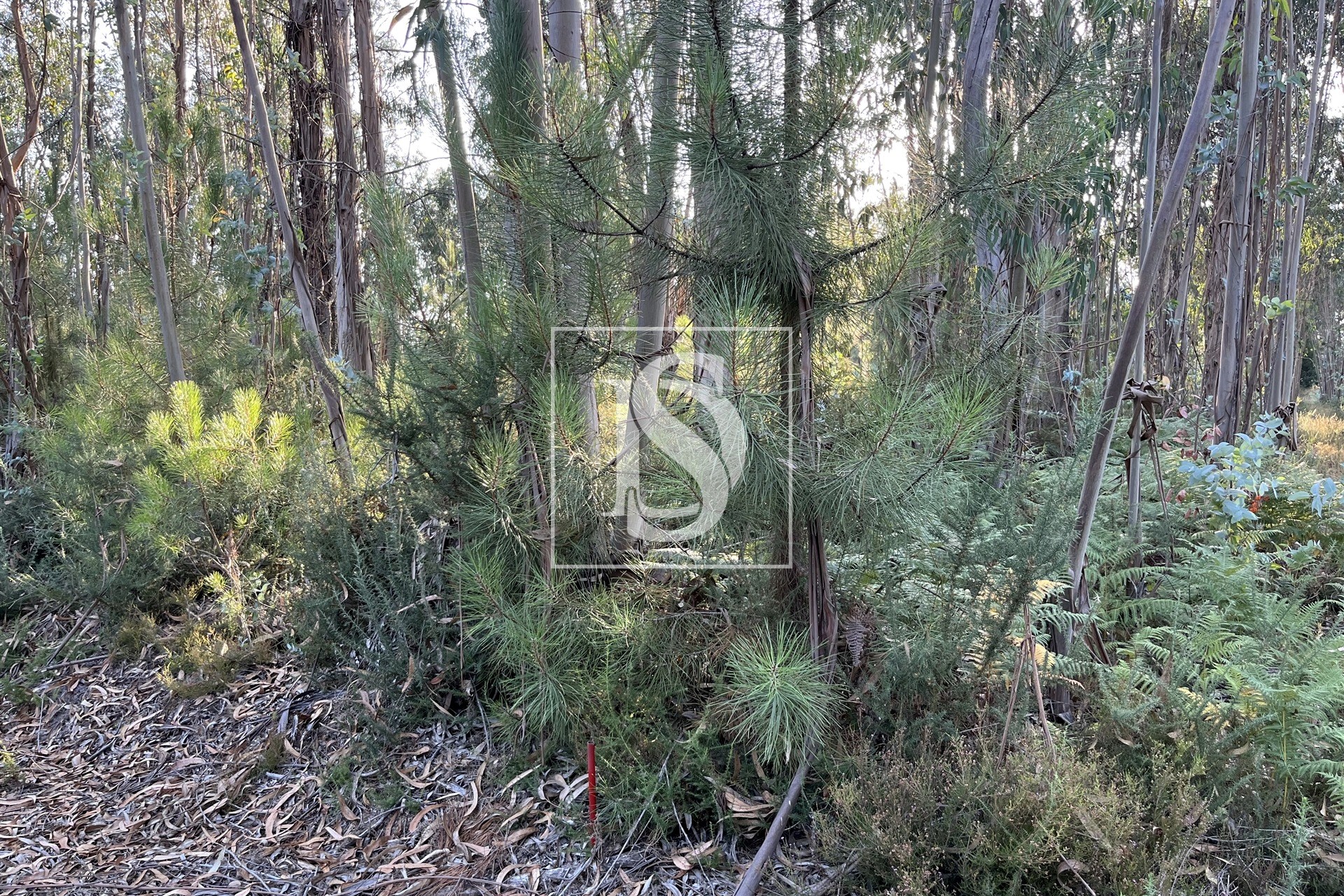 Terreno